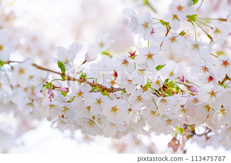 櫻花盛開 113475787
