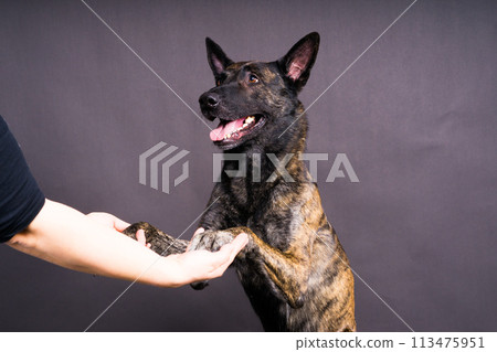Dog paw takes the man. People support pets, studio shot 113475951
