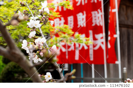 神戶須磨寺的櫻花和弁財天旗幟 113476102