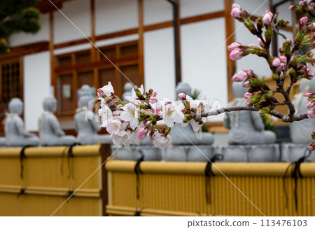 Cherry blossoms and stone Buddha at Suma-dera Temple in Kobe 113476103