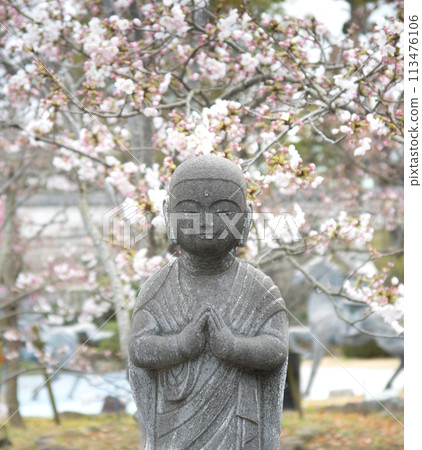Stone Buddha statue at Suma-dera Temple in Kobe with cherry blossoms in full bloom Stone Buddha statue at Suma-dera Temple in Kobe with cherry blossoms in full bloom 113476106