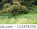 Persimmon fields in mountainous areas where weeding is no longer done 113476356