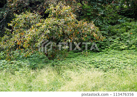 Persimmon fields in mountainous areas where weeding is no longer done 113476356