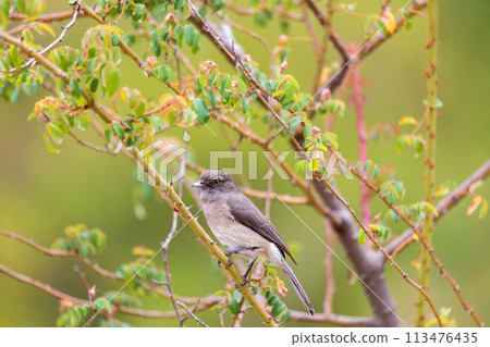 Abyssinian slaty flycatcher (Melaenornis chocolatinus), Debre Libanos Oromia Region. Wildlife and birdwatching in Ethiopia. 113476435