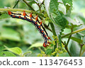 Moth larvae that appeared on ramie 113476453
