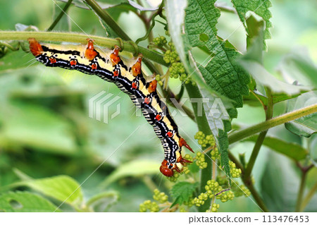 Moth larvae that appeared on ramie 113476453