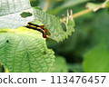 Moth larvae that appeared on ramie 113476457