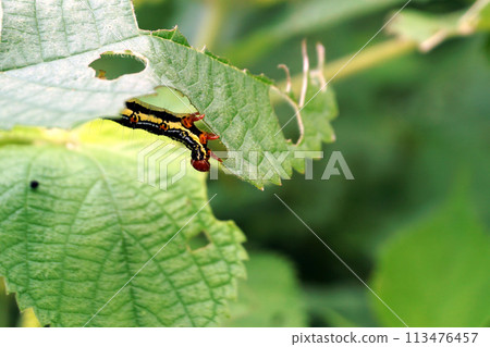 Moth larvae that appeared on ramie 113476457