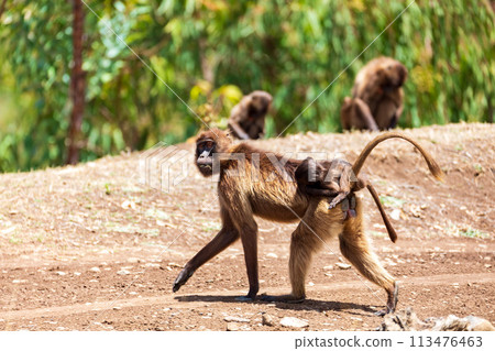 Endemic Gelada, Theropithecus gelada, in Simien mountain, Ethiopia wildlife Endemic Gelada, Theropithecus gelada, in Simien mountain, Ethiopia wildlife 113476463
