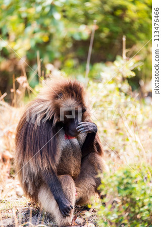 Endemic Gelada, Theropithecus gelada, in Simien mountain, Ethiopia wildlife Endemic Gelada, Theropithecus gelada, in Simien mountain, Ethiopia wildlife 113476466