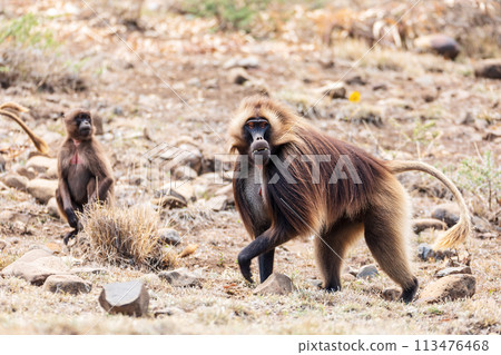Endemic Gelada, Theropithecus gelada, in Simien mountain, Ethiopia wildlife 113476468