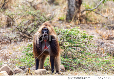 Endemic Gelada, Theropithecus gelada, in Simien mountain, Ethiopia wildlife Endemic Gelada, Theropithecus gelada, in Simien mountain, Ethiopia wildlife 113476470