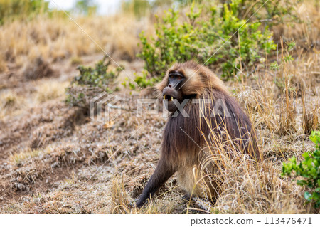Endemic Gelada, Theropithecus gelada, in Simien mountain, Ethiopia wildlife 113476471
