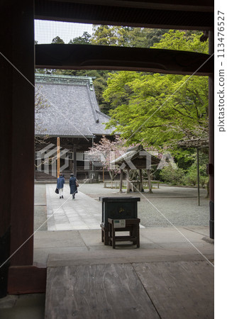 鎌倉 244 妙本寺 35 重櫻 鎌倉 244 妙本寺 35 重櫻 113476527