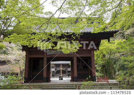 鎌倉 244 妙本寺 36 新綠 鎌倉 244 妙本寺 36 新綠 113476528