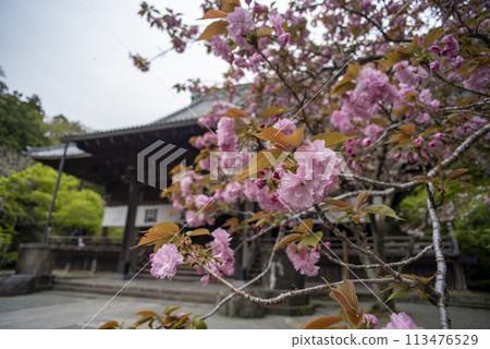 鎌倉 244 妙本寺 37 重櫻 鎌倉 244 妙本寺 37 重櫻 113476529