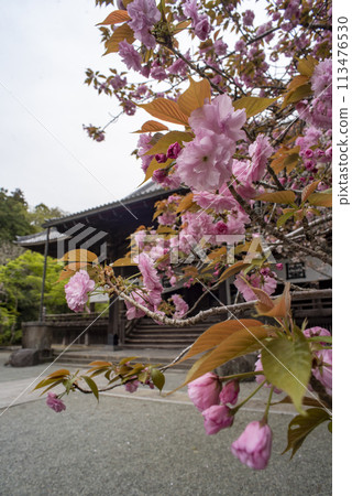 鎌倉 244 妙本寺 38 重櫻 鎌倉 244 妙本寺 38 重櫻 113476530