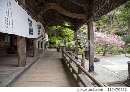 Kamakura 244 Myohonji Temple 39 Double Cherry Blossoms Kamakura 244 Myohonji Temple 39 Double Cherry Blossoms 113476532