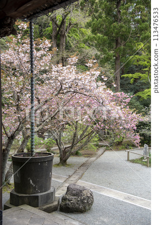 Kamakura 244 Myohonji Temple 40 Double Cherry Blossoms Kamakura 244 Myohonji Temple 40 Double Cherry Blossoms 113476533