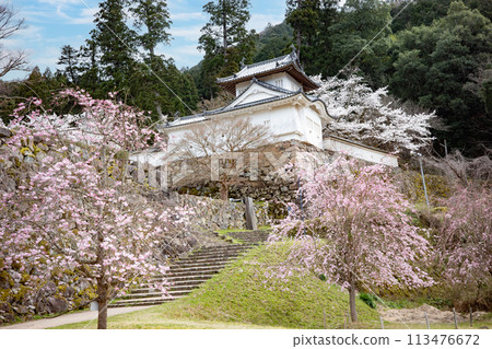 兵庫縣豐岡市櫻花盛開的出石城遺址 113476672