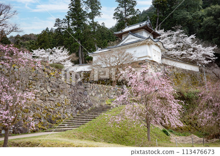 兵庫縣豐岡市櫻花盛開的出石城遺址 113476673