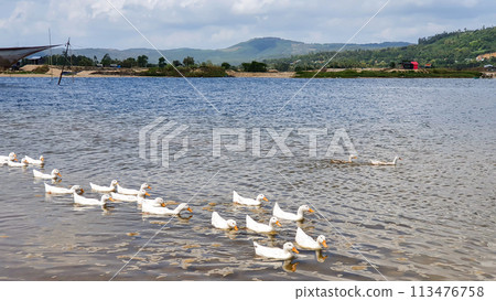 Ducks Swimming On The Lake In Coastal Vietnam. Ducks Swimming On The Lake In Coastal Vietnam. 113476758