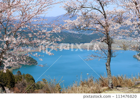 Cherry blossoms blooming near the summit of Shizugatake and Lake Yogo below Cherry blossoms blooming near the summit of Shizugatake and Lake Yogo below 113476820