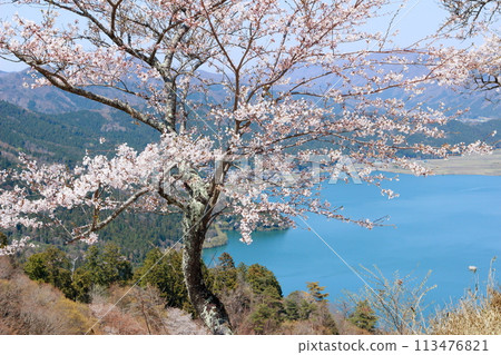 Cherry blossoms blooming near the summit of Shizugatake and Lake Yogo below Cherry blossoms blooming near the summit of Shizugatake and Lake Yogo below 113476821