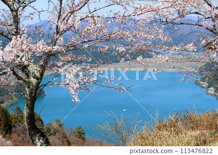 Cherry blossoms blooming near the summit of Shizugatake and Lake Yogo below Cherry blossoms blooming near the summit of Shizugatake and Lake Yogo below 113476822