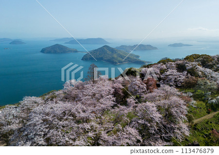 櫻花盛開的下山 113476879