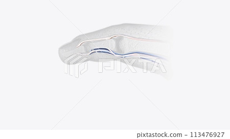 Fingernail Cross Section of Tendons 113476927