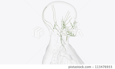 Superficial Iymphatics of head and neck Superficial Iymphatics of head and neck 113476933