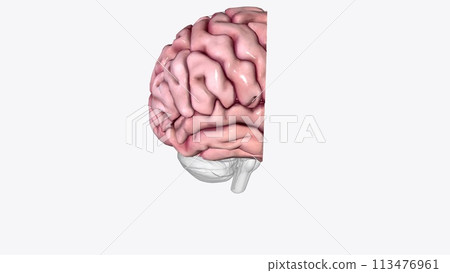 Brain Coronal Cross Section of Right cortex Brain Coronal Cross Section of Right cortex 113476961