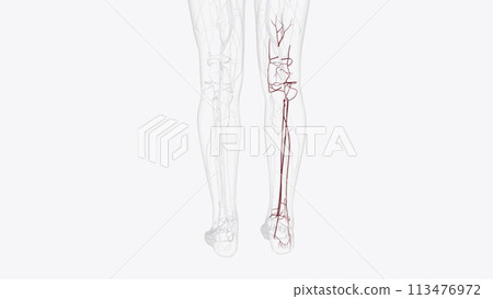 Branches of right popliteal artery 113476972