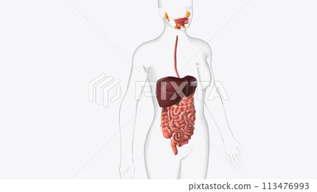 The gastrointestinal tract is a set of organs, beginning from the mouth and ending in the anus The gastrointestinal tract is a set of organs, beginning from the mouth and ending in the anus 113476993