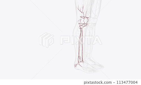Branches of right popliteal artery Branches of right popliteal artery 113477004