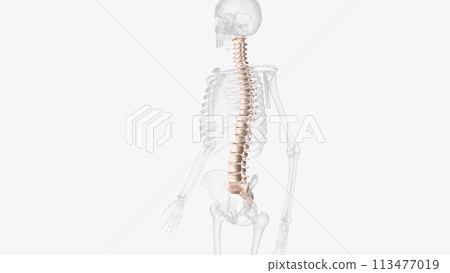 The vertebral column surrounds the spinal cord which travels within the spinal canal, 113477019