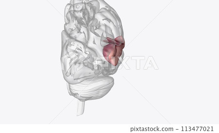 Posterior part of right superior temporal gyrus Posterior part of right superior temporal gyrus 113477021