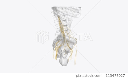 Nerves of pelvis and Iower limb Nerves of pelvis and Iower limb 113477027