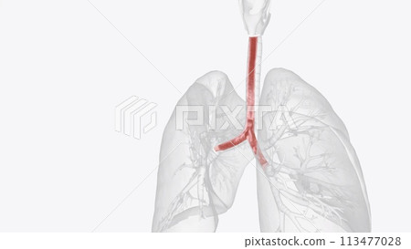 The trachealis muscle is a sheet of smooth muscle in the trachea The trachealis muscle is a sheet of smooth muscle in the trachea 113477028