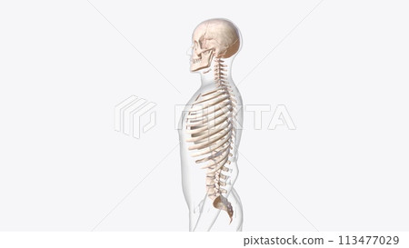 axial skeleton is made up of the 80 bones within the central core of your body 113477029