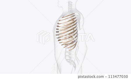 The vertebral column surrounds the spinal cord which travels within the spinal canal, The vertebral column surrounds the spinal cord which travels within the spinal canal, 113477030