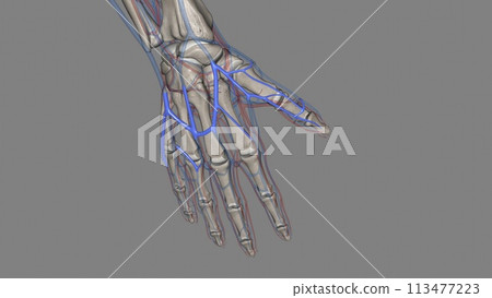 Dorsal venous network of the hand Dorsal venous network of the hand 113477223