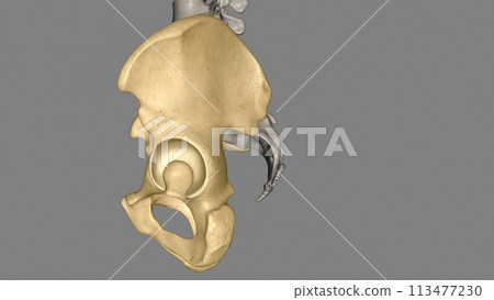 The hip is the area on each side of the pelvis The hip is the area on each side of the pelvis 113477230