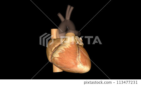 The heart is a fist-sized organ that pumps blood throughout your body 113477231