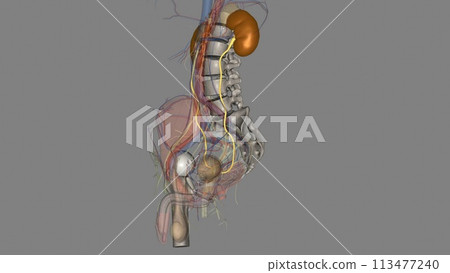 The ureter is a tube that carries urine from the kidney to the urinary bladder The ureter is a tube that carries urine from the kidney to the urinary bladder 113477240