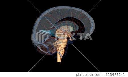 The brainstem is the structure that connects the cerebrum of the brain to the spinal cord and cerebellum The brainstem is the structure that connects the cerebrum of the brain to the spinal cord and cerebellum 113477241