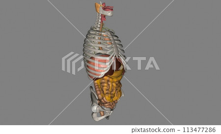 The esophagus is the hollow, muscular tube that passes food and liquid from your throat to your stomach The esophagus is the hollow, muscular tube that passes food and liquid from your throat to your stomach 113477286