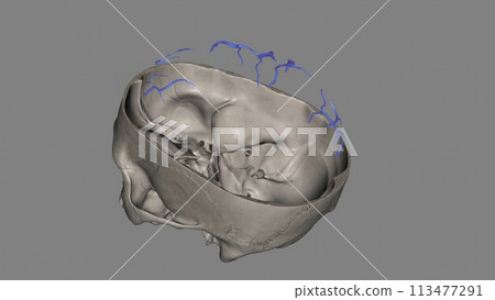 The superior cerebral veins drain the superior portion of the cerebral cortex 113477291