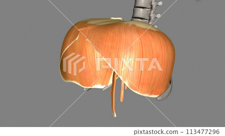 The diaphragm is a muscle that helps you inhale and exhale 113477296